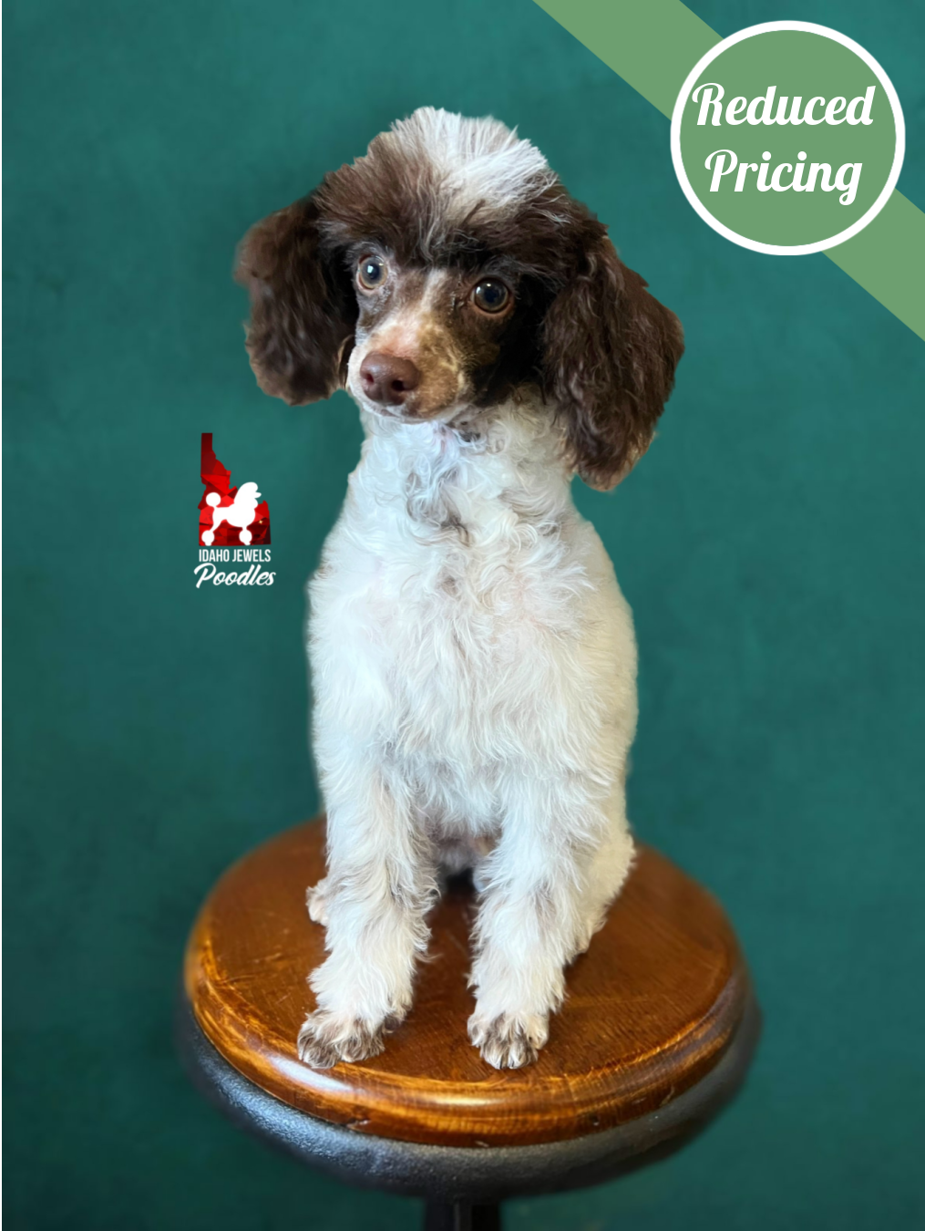 Idaho Jewels Poodles — Indie, Red/Apricot with White Markings Toy